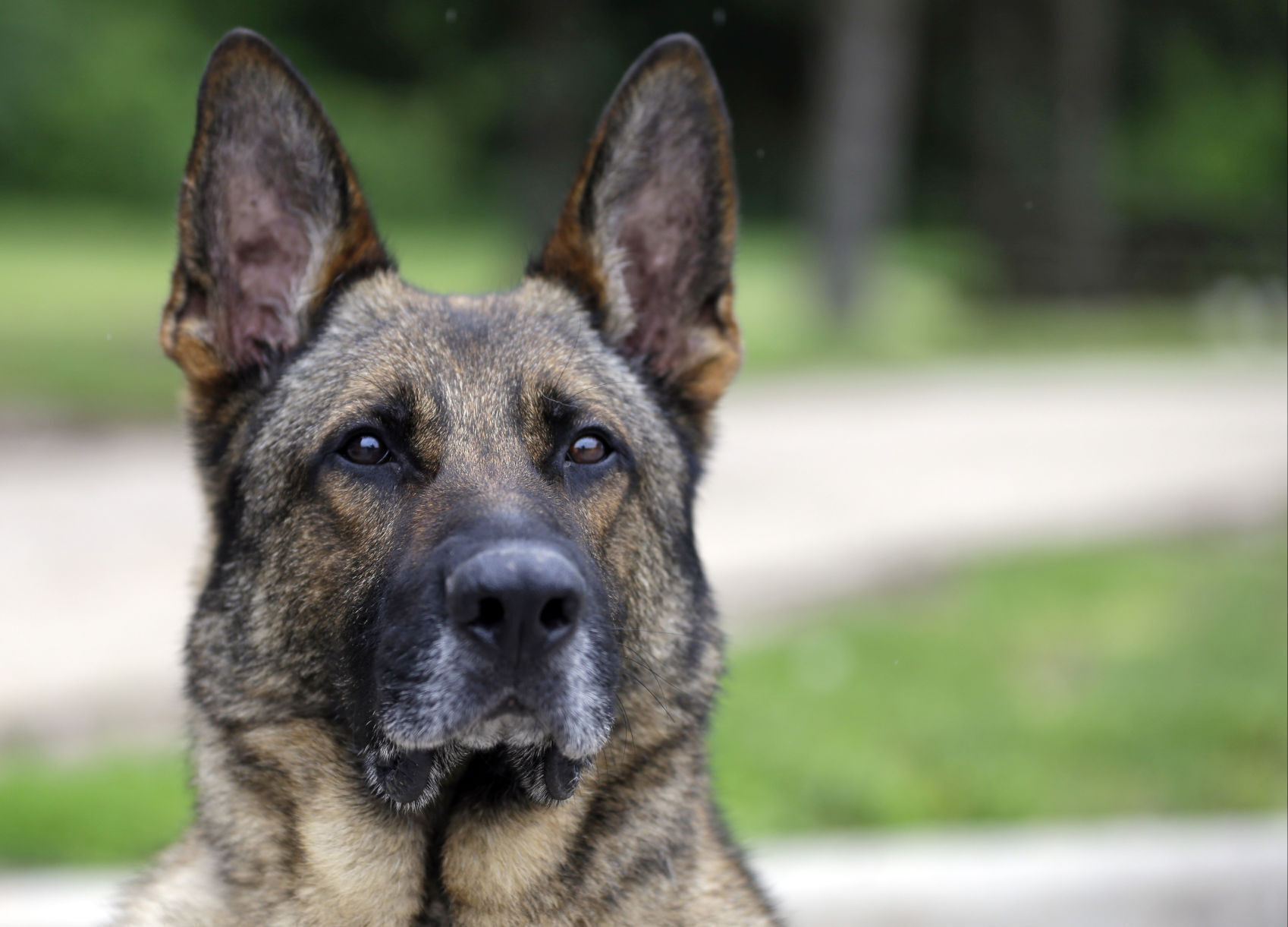 German shepherd